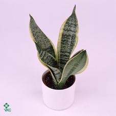 Sansevieria trifasciata mix