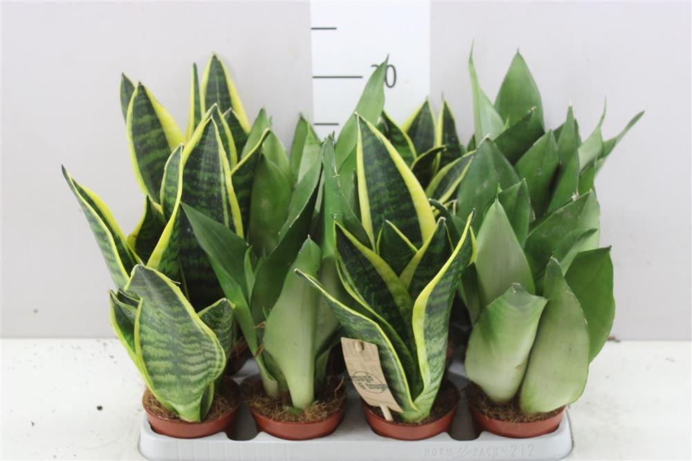 Sansevieria trifasciata mix
