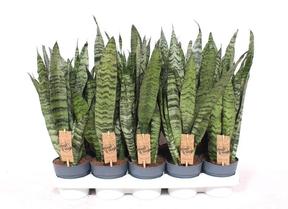 Sansevieria Zeylanica