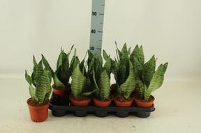 Sansevieria Zeylanica