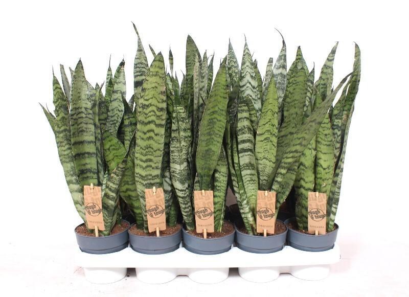 Sansevieria Zeylanica