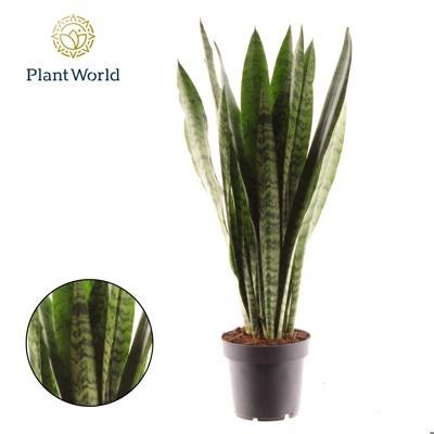 Sansevieria Zeylanica