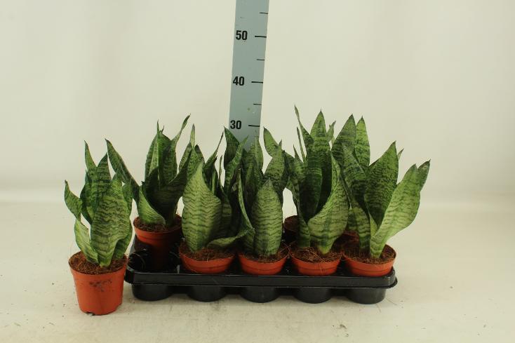 Sansevieria Zeylanica