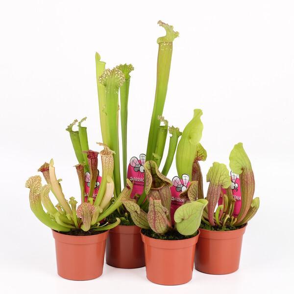 Sarracenia mix