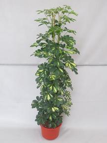 Schefflera arboricola Gold Capella