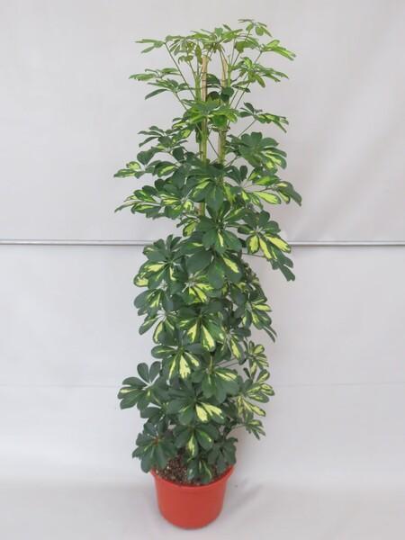 Schefflera arboricola Gold Capella