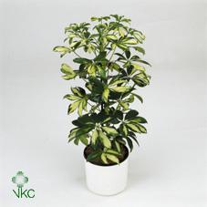 Schefflera arboricola Gold Capella