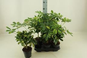 Schefflera arboricola Gold Capella