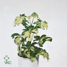 Schefflera arboricola Janine