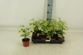 Schefflera arboricola Janine