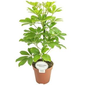 Schefflera arboricola Nora