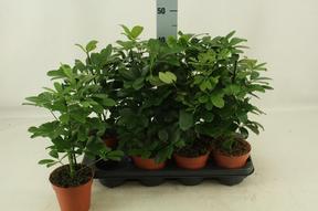 Schefflera arboricola Nora