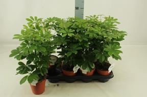 Schefflera arboricola Nora