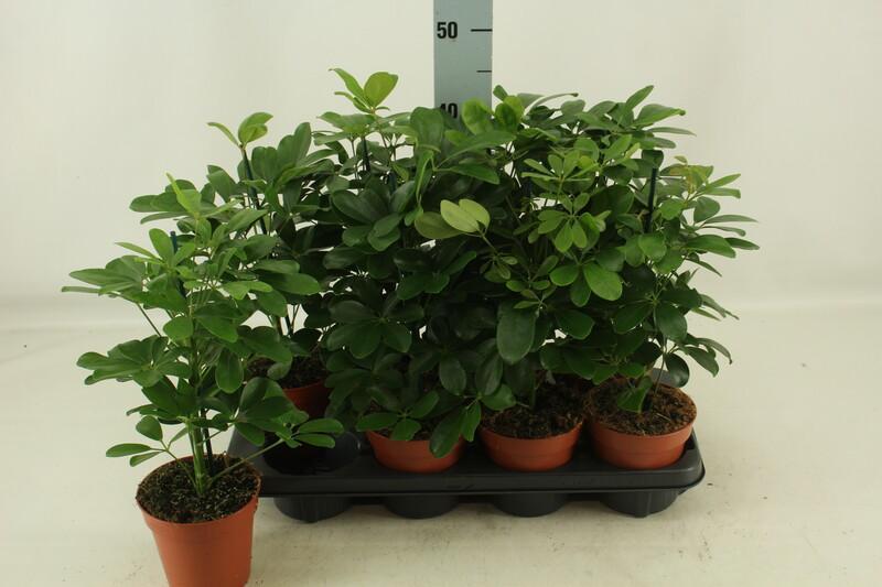 Schefflera arboricola Nora