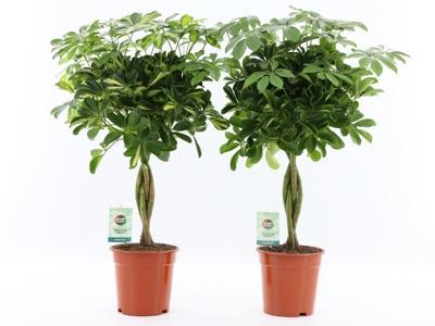 Schefflera Gold Capella