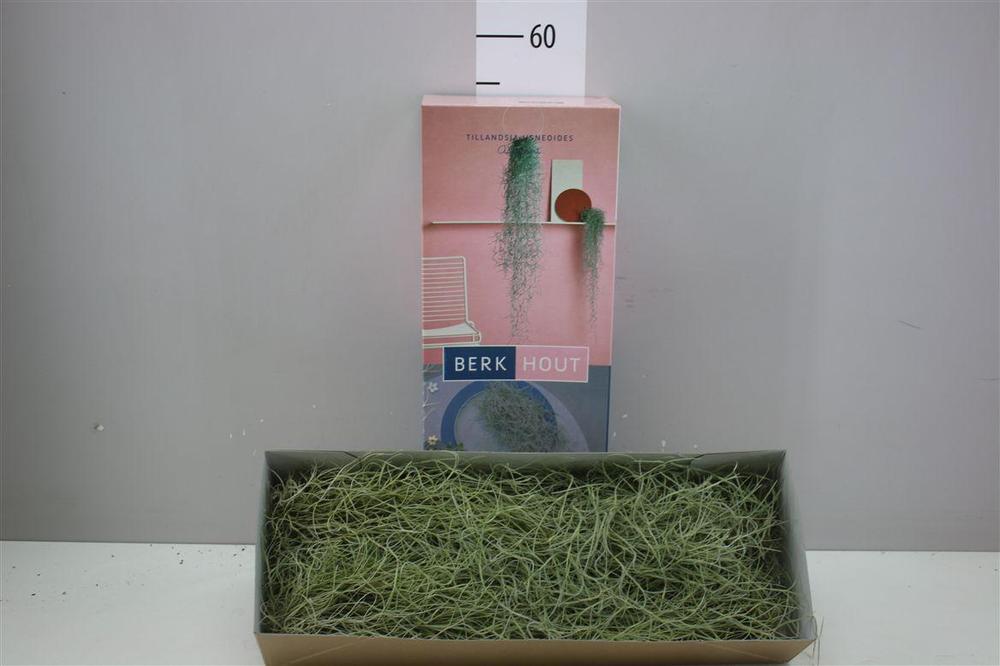 Tillandsia usneoides 80cm