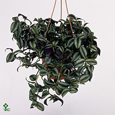 Tradescantia Pink Joy