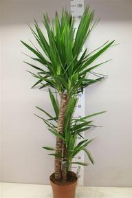 Yucca 3PP