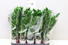 Zamioculcas