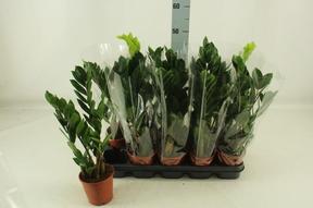 Zamioculcas