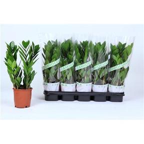 Zamioculcas
