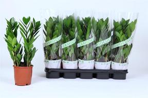 Zamioculcas