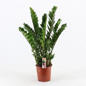 Zamioculcas