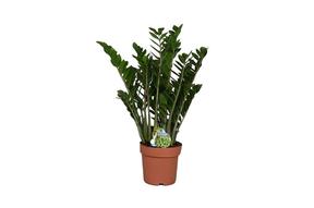 Zamioculcas  