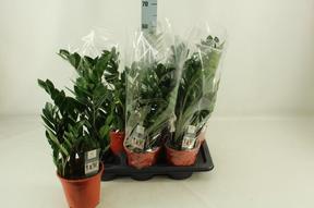 Zamioculcas zamiifolia