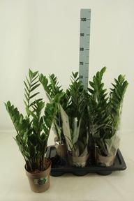 Zamioculcas zamiifolia