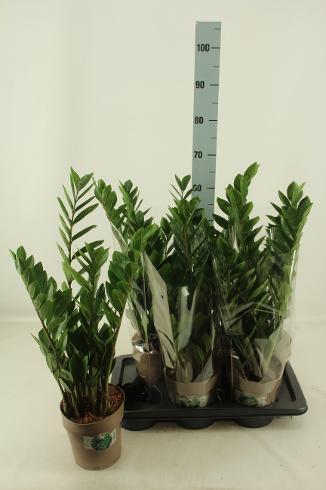 Zamioculcas zamiifolia