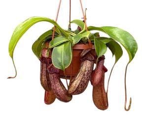 Nepenthes závěs