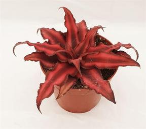 Cryptanthus
