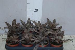 Cryptanthus