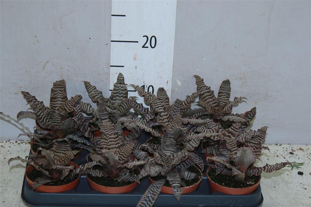 Cryptanthus
