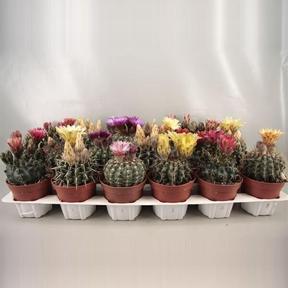 Cactus kvetoucí