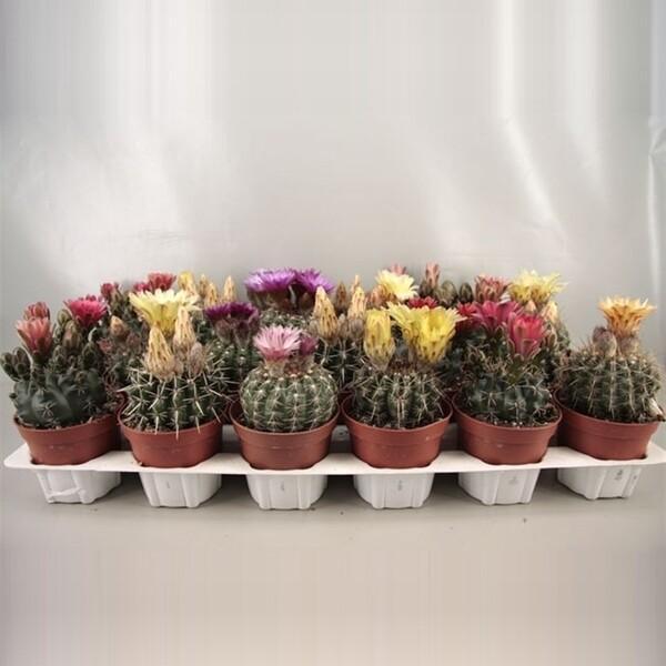 Cactus kvetoucí