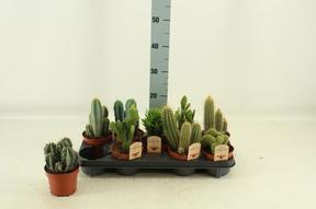 Cactus mix