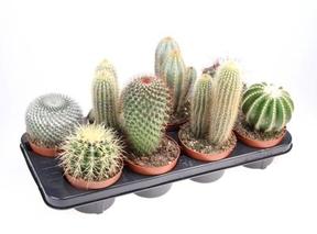 Cactus mix