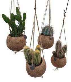 Cactus mix