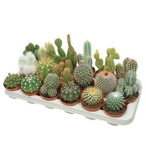 Cactus mix