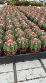 Cactus mix