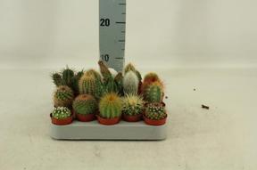 Cactus Rondell