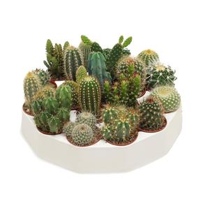 Cactus Rondell