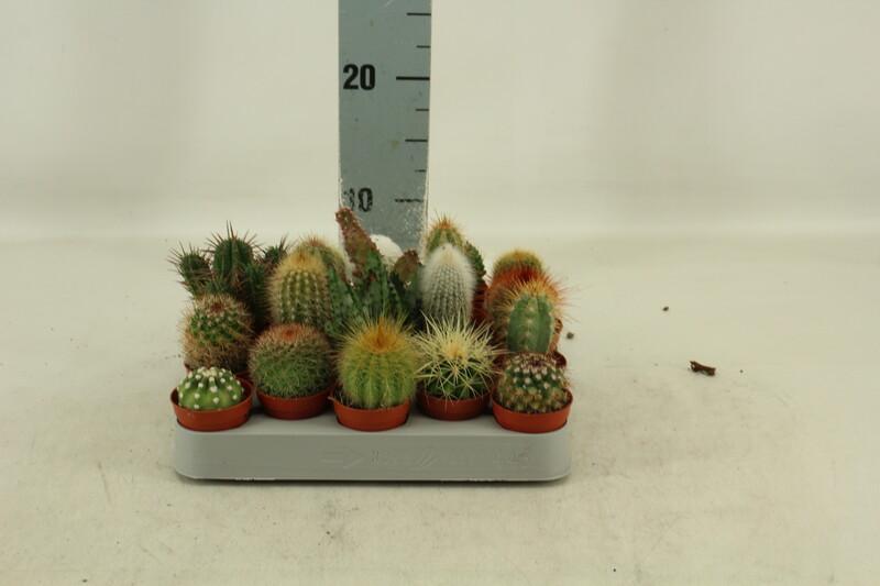 Cactus Rondell