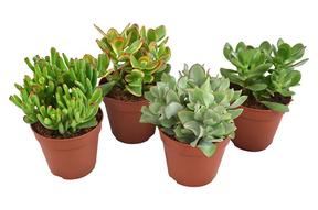 Crassula mix