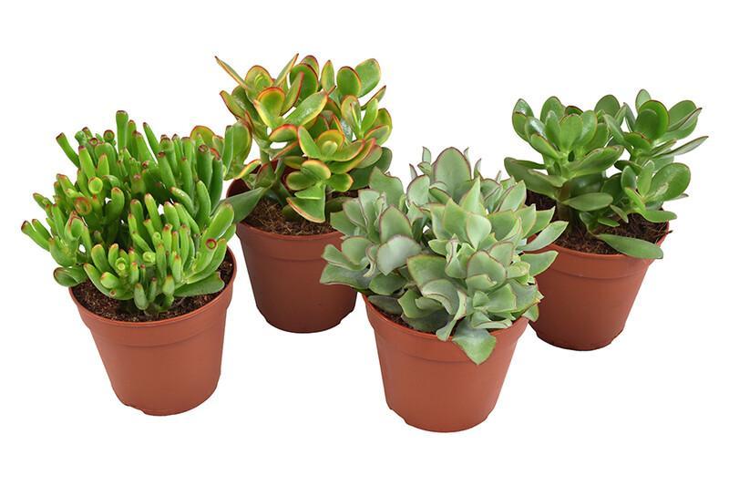 Crassula mix