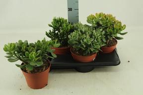 Crassula mix