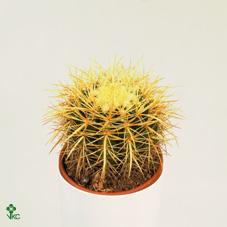 Echinocactus grusonii
