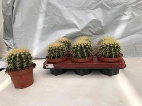 Echinocactus grusonii